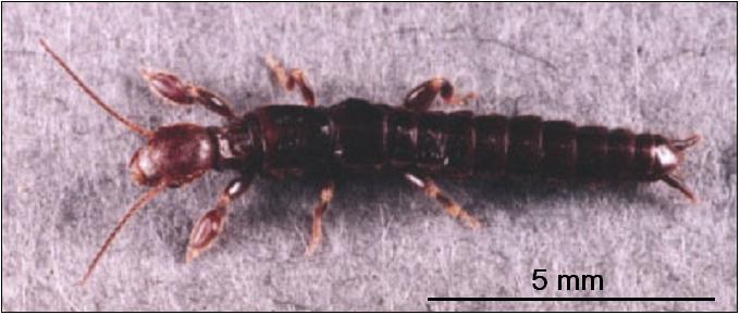 引用　コケシロアリモドキ