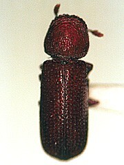 引用　コナナガシンクイ