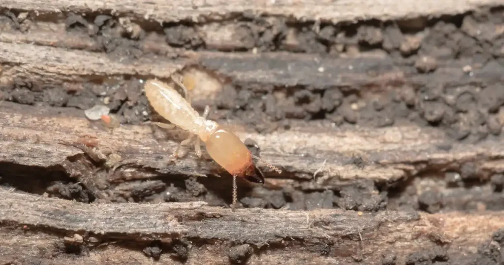 シロアリがいる家の特徴とは