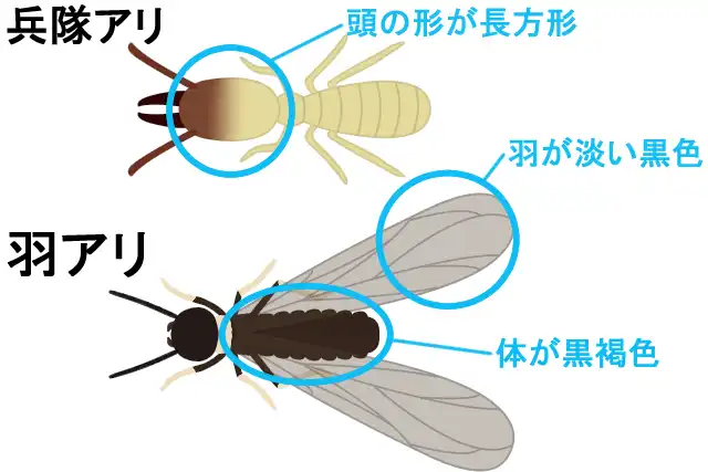ヤマトシロアリの兵蟻と羽アリ